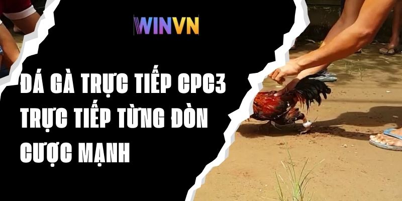 Đá Gà Trực Tiếp CPC3 - Trực Tiếp Từng Đòn Đánh, Cược Mạnh