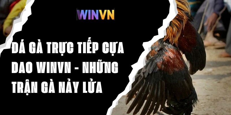 Đá Gà Trực Tiếp Cựa Dao Winvn - Những Trận Gà Nảy Lửa